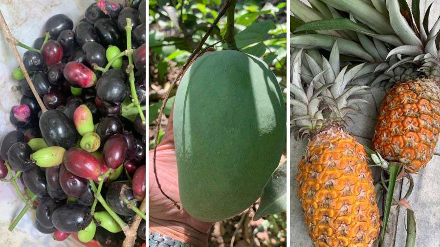 There are about 18 coconut trees, 14 huge mango trees around the house, and many more fruit trees 