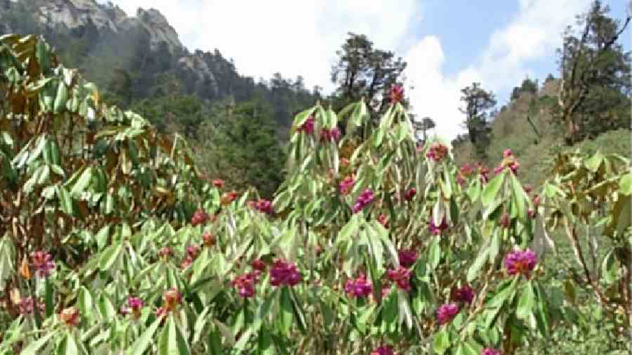 Rhododendron niveum in bloom at the Kyongnosla Alpine Sanctuary in Sikkim