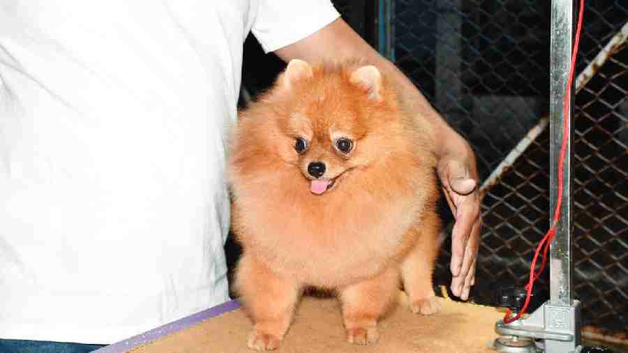 jack the Pomeranian, strutted the ring like a showstopper. Her turn made the audience clap as she paraded with poise and attitude. 