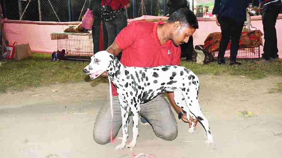 genie a Dalmation owned by Abhijeet Mondal, is only eight months old. She is extremely suave and very obedient. 