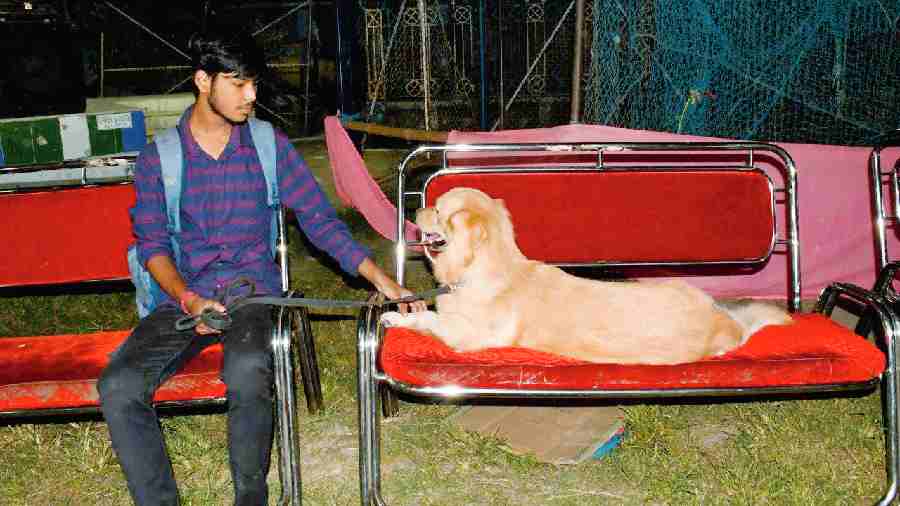 Siroh, a golden retriever, was just 10 days old when Pranoy Mondal, 16, found him abandoned in a drain in Behala, suffering from injuries. On taking a closer look, Pranoy realised why he was abandoned - the pup had only three feet. Pronoy took the dog in. Today Siroh is a year old. 
