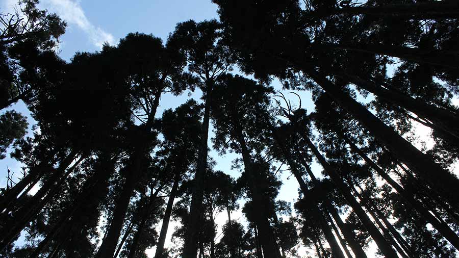 Dhupi trees — mass planted for their use in the railroad and tea garden industry and are now a staple part of Darjeeling’s beauty 