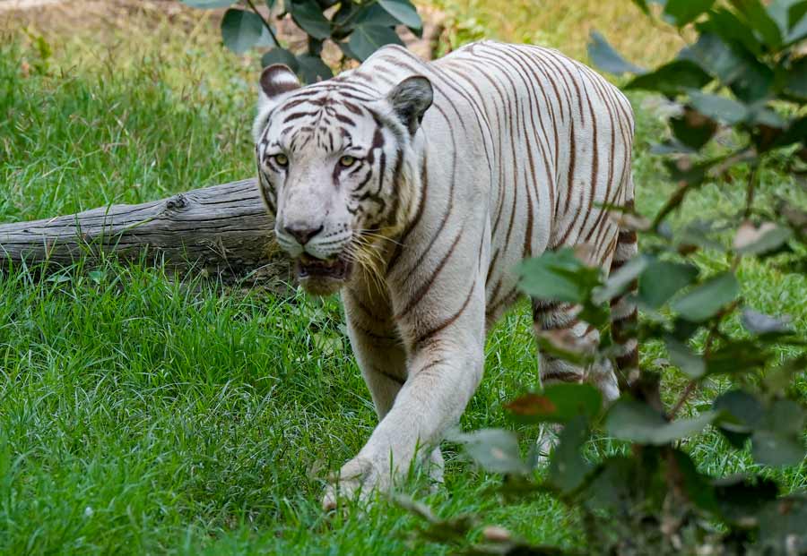 A white tiger takes a walk inside its enclosure at Alipore Zoological Garden in Kolkata on Saturday
