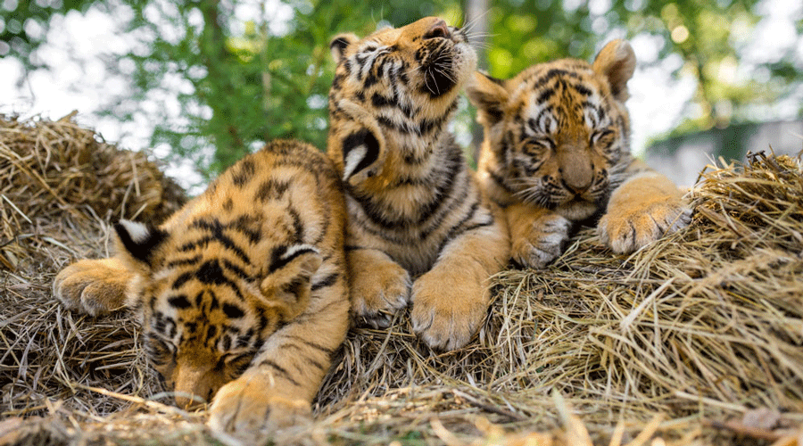 Posted @withregram • @harshal_malvankar_wild Tiger cubs play-fighting  Tadoba Andhari Tiger Reserve Maharashtra #bbcearth #BBCWildlifePOTD…