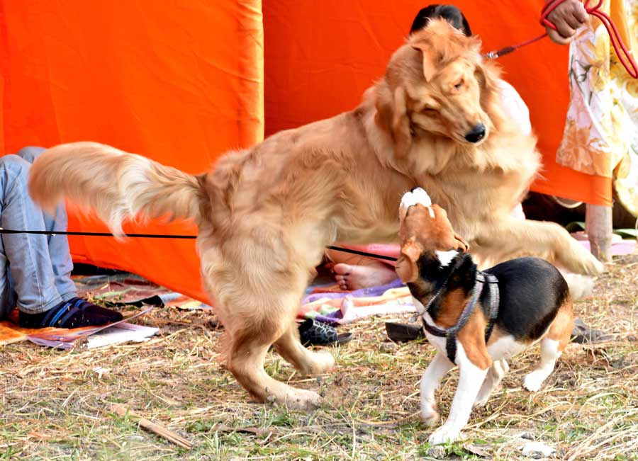 While most dog parents were seen pacing the ground in anticipation of the results, their fur-babies were more focused on having fun with their four-legged friends. Seen in the picture is a Golden Retriever having a blast with a Beagle. Their owners jokingly remarked that the two were just blowing off some steam and getting the pressure of the competition off their shoulders