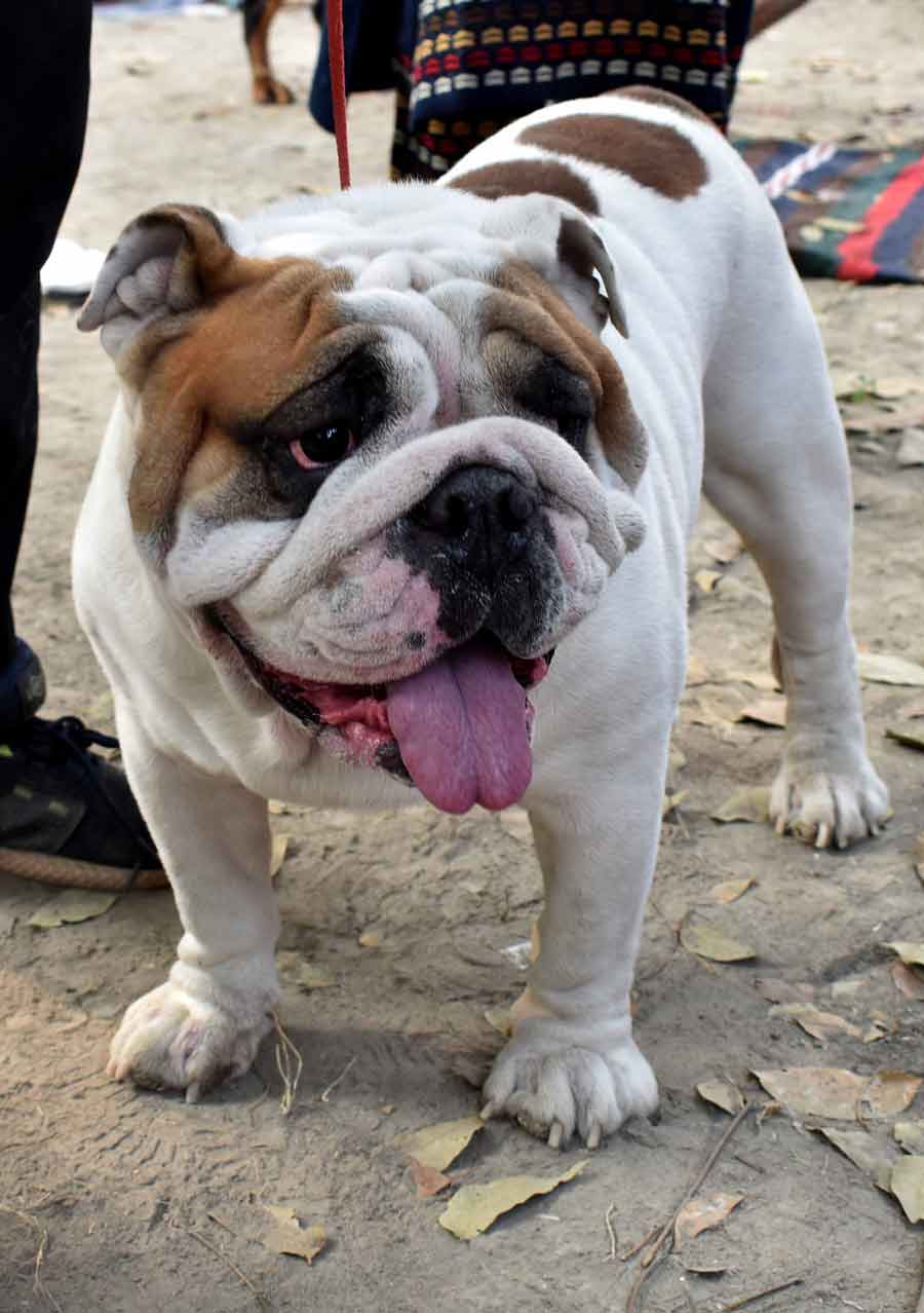 Thanks to the event, the visitors and attendees spent a happy day interacting with adorable pups. Meet Bhombol, the three-year-old English bulldog who became quite the pop star with his friendly nature. Bhombol was also a star participant, having won every competition so far