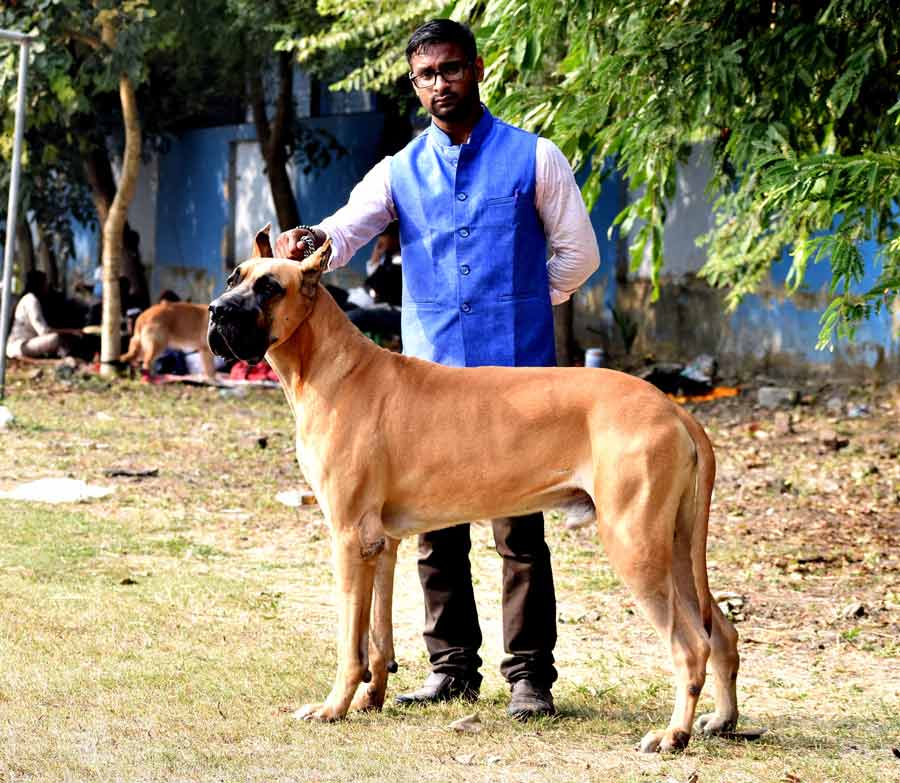 Kambal is a massive three-year-old Great Dane. However, he seems to be oblivious of his giant stature and can be often found trying to snuggle into his owner’s lap. Kambal was one of the most graceful participants and chief attractions of the show