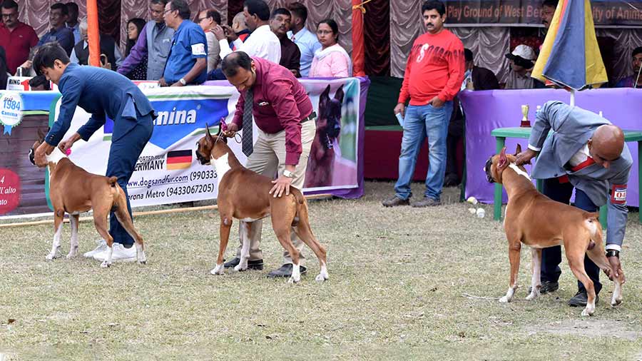 Dog owners prepare their pooches for showtime at the North Calcutta Kennel Club, 54th, 55th Championship & 10th Obedience Dog Show on December 3. Hundreds of visitors flocked to the West Bengal University of Animal and Fishery Sciences (Belgachia) grounds to see dogs of several exotic breeds up close. Five out of 11 breed categories in the competition were present at the event on Saturday. “This is the 54th and 55th all-breed championship and we have Indian Kennel Club secretary, C.V. Sudarshan, as our judge. After Calcutta Kennel Club and Calcutta Canine Club, only we have the authority to hold such shows in Kolkata,” said Soumen Kumar Basu, the secretary of the North Calcutta Kennel Club