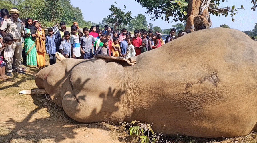 The electrocuted tusker at Khunti in Jharkhand last month.