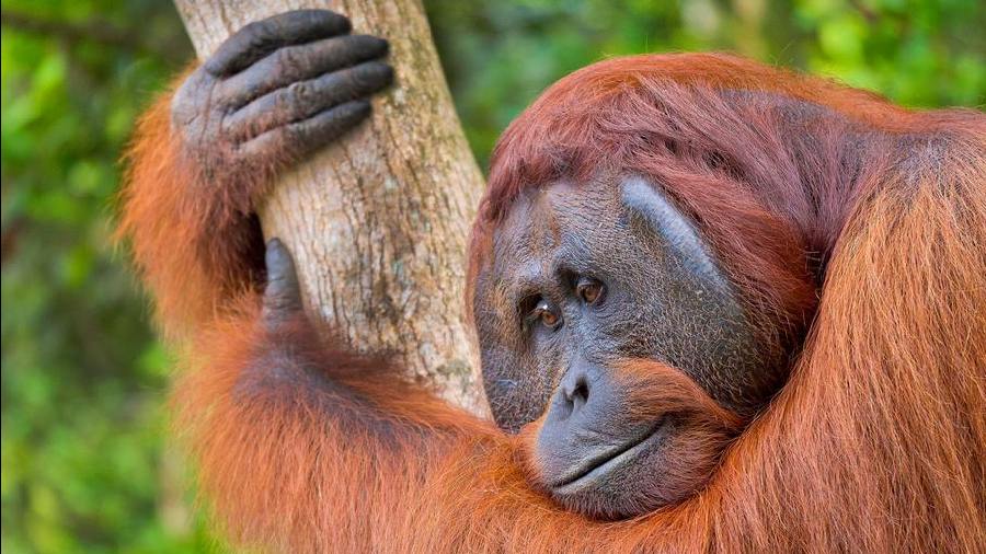 Symbolic of the need to protect biodiversity, orangutans are an endangered species due to the destruction of forest ecosystems in southeast Asia