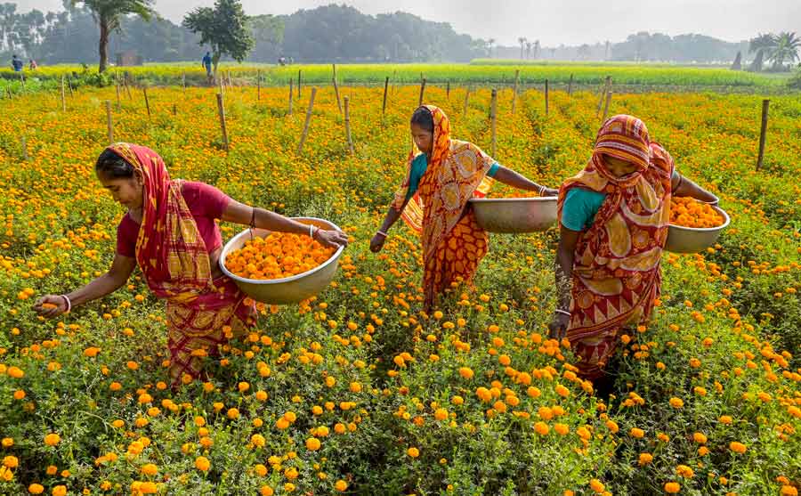 Farmers pluck marigold flowers from a field in Nadia