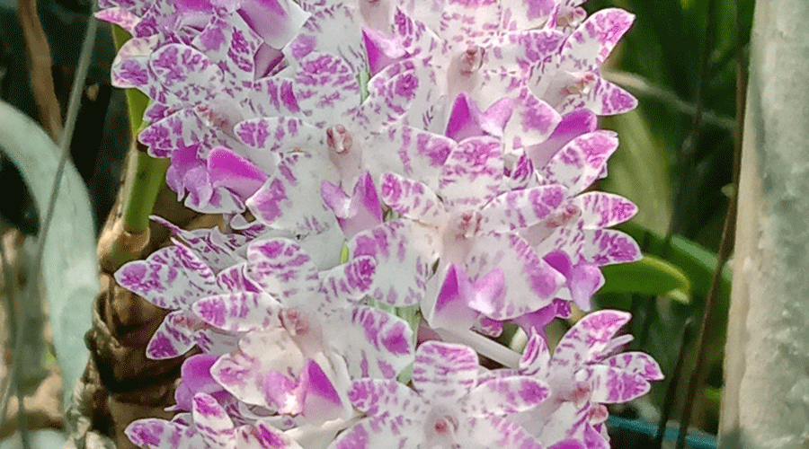 Salt Lake resident shares gardening tips for Vanda orchids Telegraph