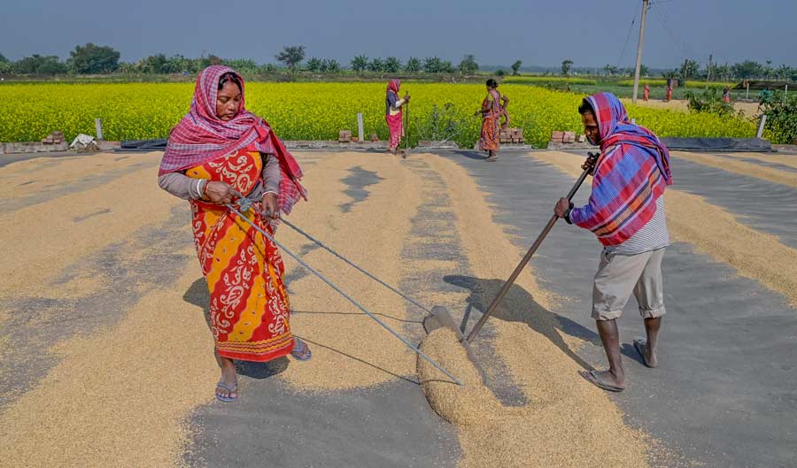 Farm workers spread paddy grain for drying in Nadia district on Friday