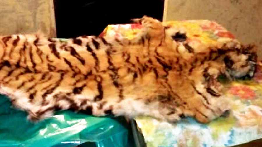 A royal Bengal tiger’s skin seized from trafficker