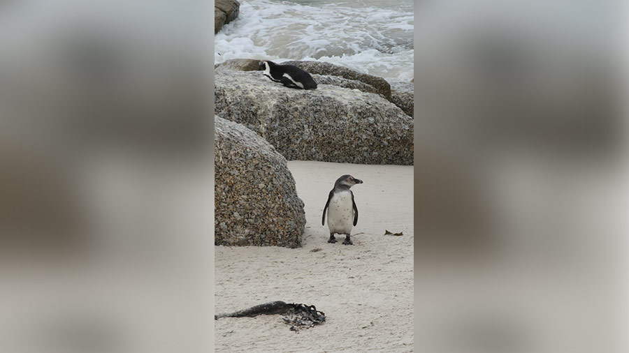 Simon’s Town is home to the Boulders Penguin Colony — one of the last refuges of the endangered African penguin 