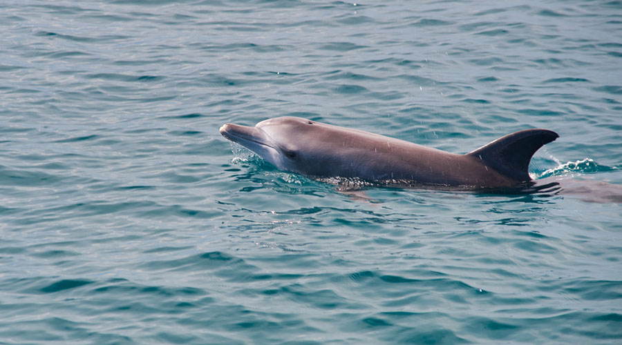 Dolphins Dolphin Census Begins At Odisha Coast Telegraph India