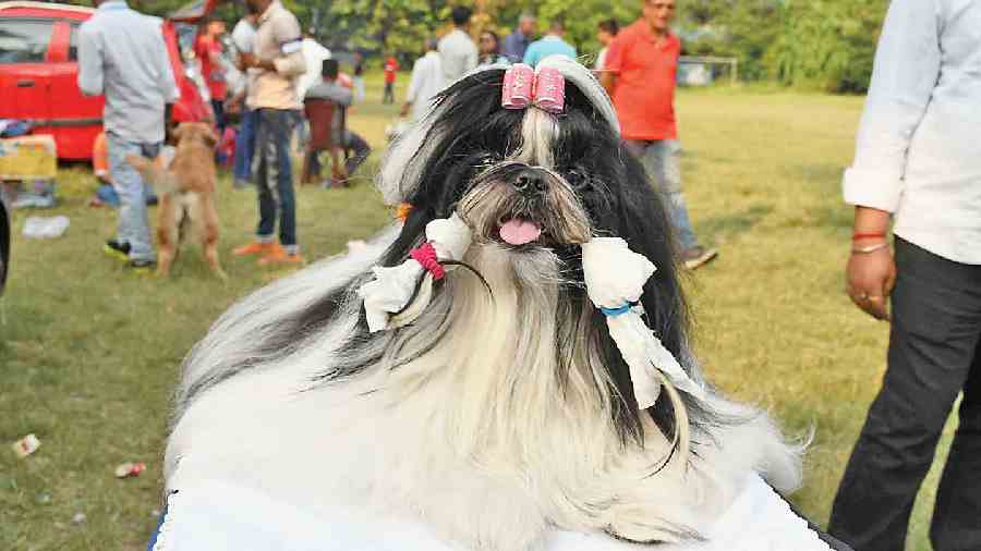 Sundari the Shihtzu made everyone go gaga over the way she looked and dressed for the dog show. The accessories on the head made her actually look like a queen of on the grounds. Proud owner Rishita Kundu said: “She is two years old and loves to dress up. In fact, she enjoys all the attention that is showered on her.”