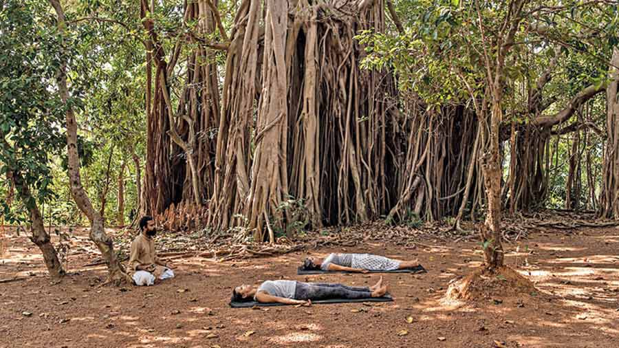 The grand Banyan tree at the resort’s premises