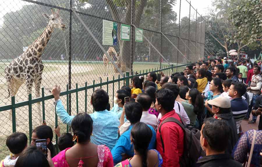 People check out giraffes at Alipore Zoo. The popular spot witnessed a huge footfall the day after Christmas