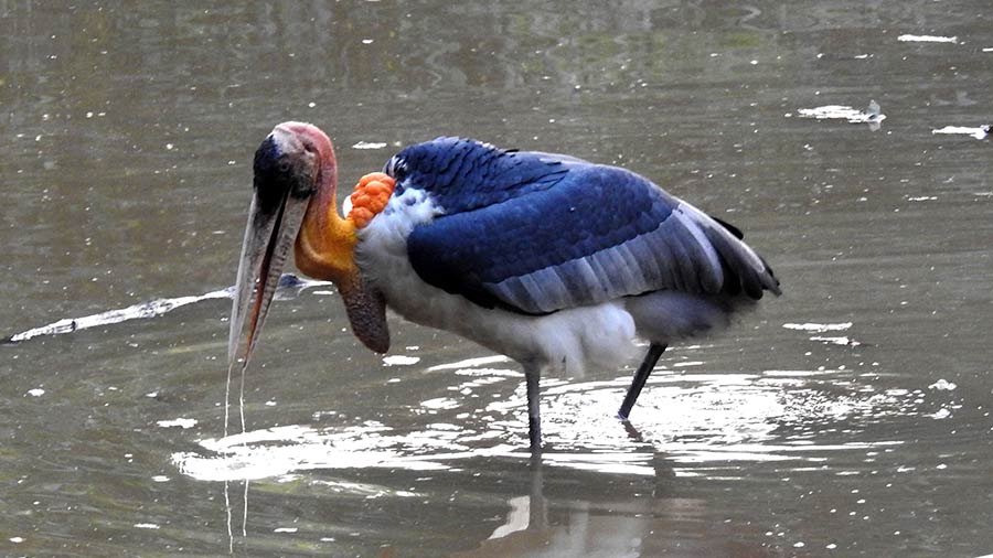 The greater adjutant stork