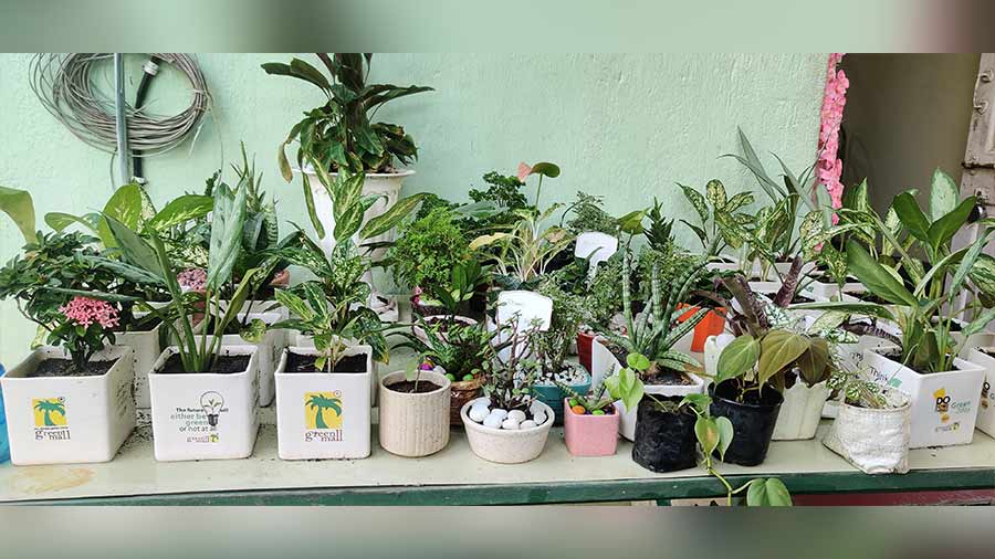 Potted plants on display at Green Mall