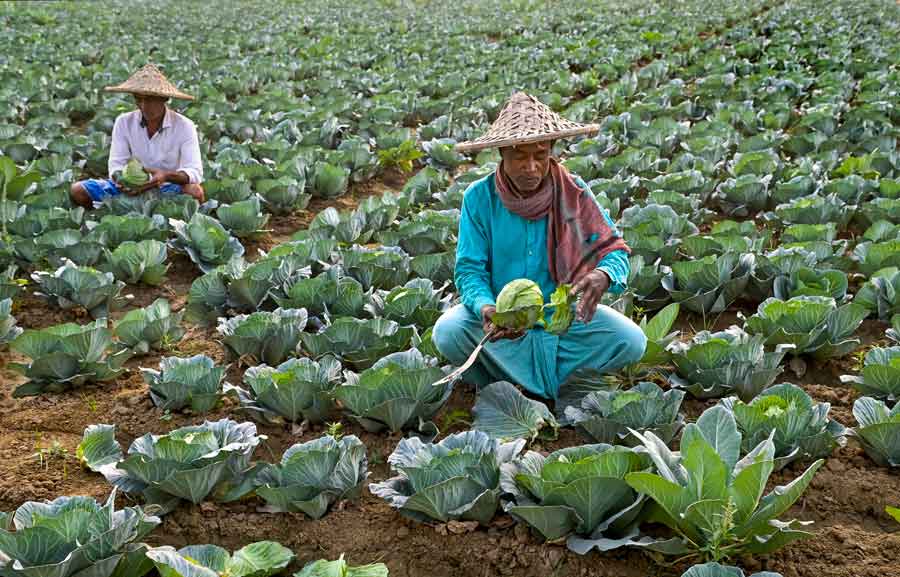 Farmers pluck cabbage in a farm in Nadia on Thursday