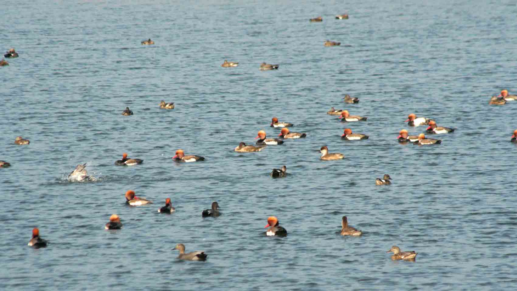 Migratory birds at Topchanchi Lake in Dhanbad this month