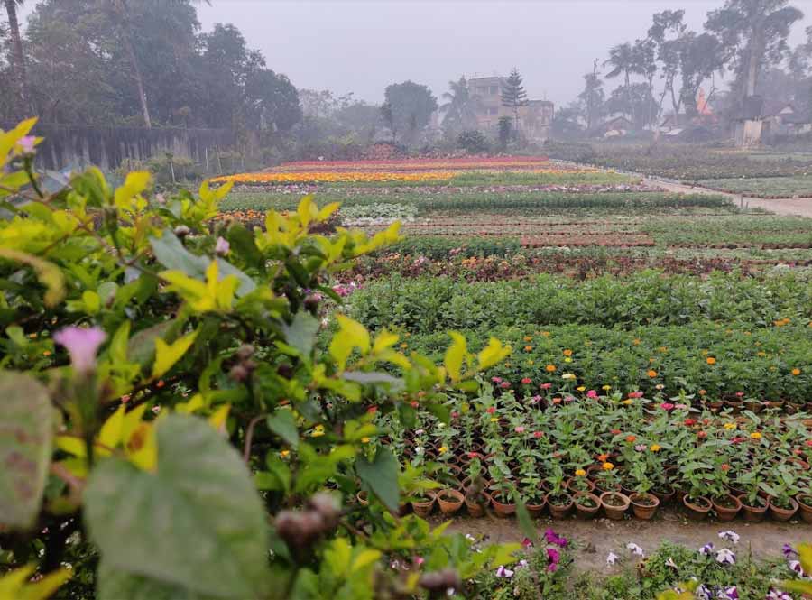 Lauhati is not just the location of weekend retreat Vedic Village, but a beautiful area to cycle through. On entering Shikharpur, one is greeted by a sea of colourful blooms that look pretty as a picture in the multiple nurseries that dot the area