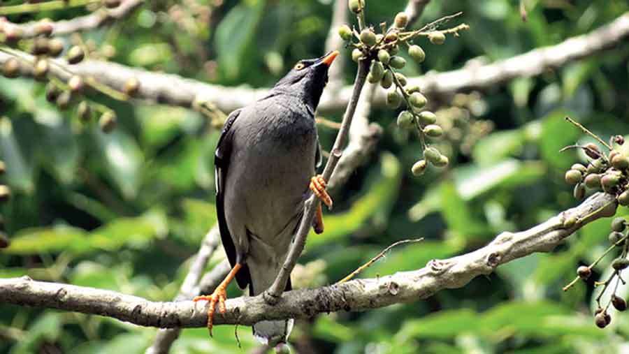 Rescued mynas should not be released in urban settings