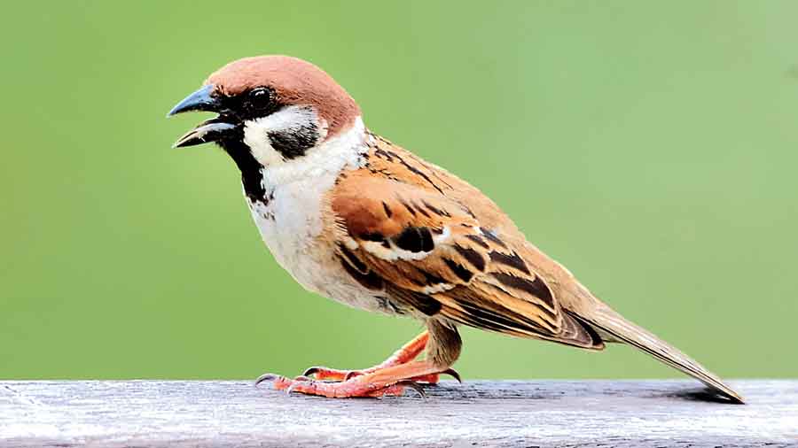 Sparrows are suffering as modern houses no longer sport the ghulghuli (ventilators/ sun shades) above doors. That’s where sparrows would live