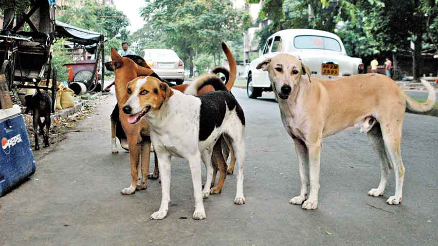 Stray-dogs-: Latest Articles, Videos & Photos of Stray-dogs-- Telegraph  India