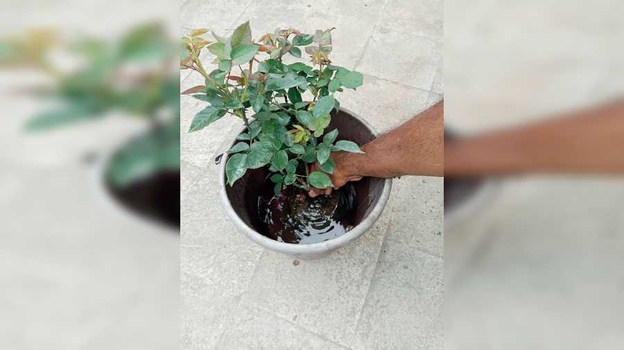 1. Soak in water to remove soil from the root system