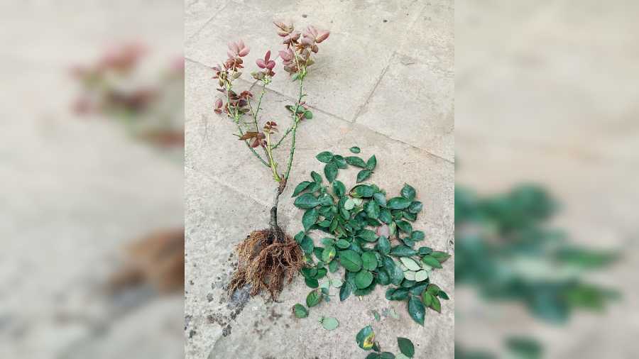 2. Remove all old leaves from the rose plant