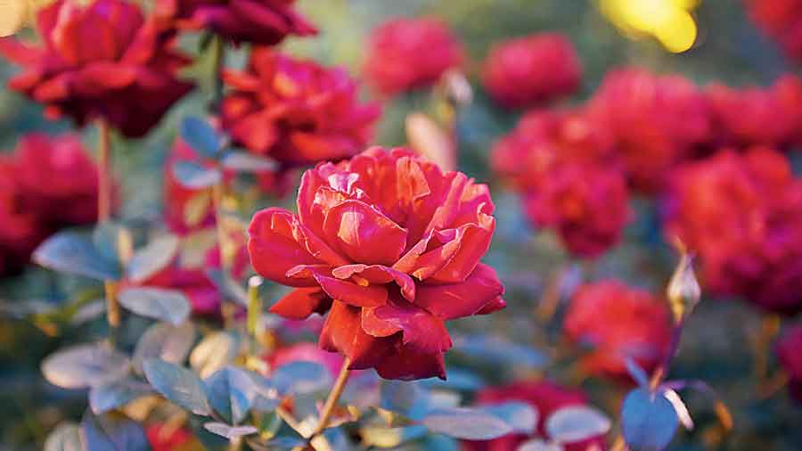 A bright red Rose