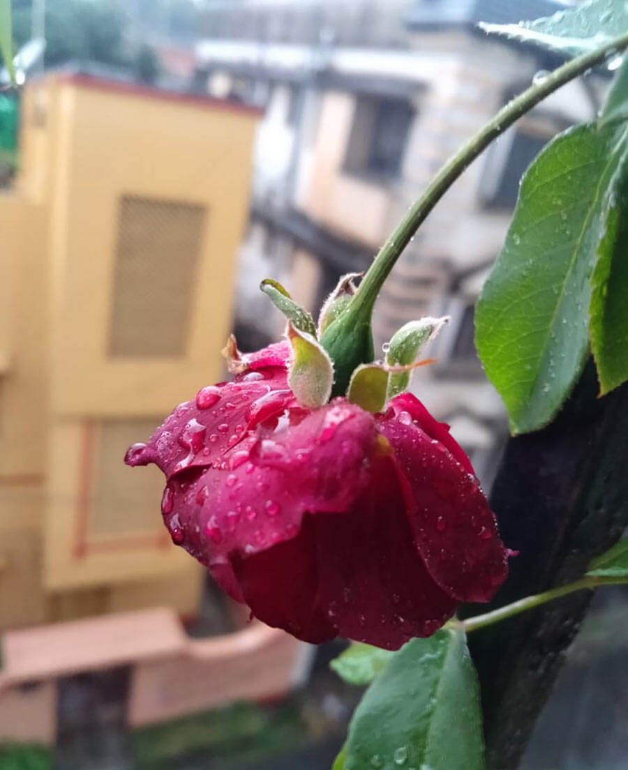 Raindrops on a rose on a window sill in Beleghata