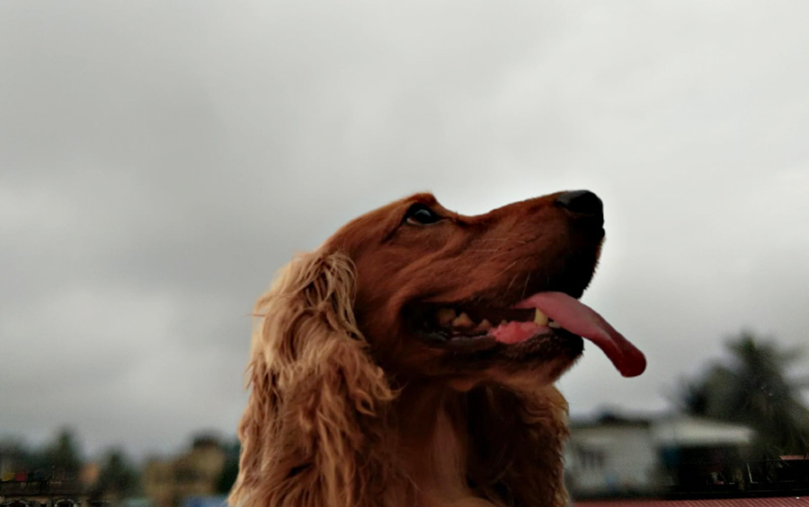 This pet’s playtime was curtailed because the city woke up to an overcast sky that later opened up on Friday