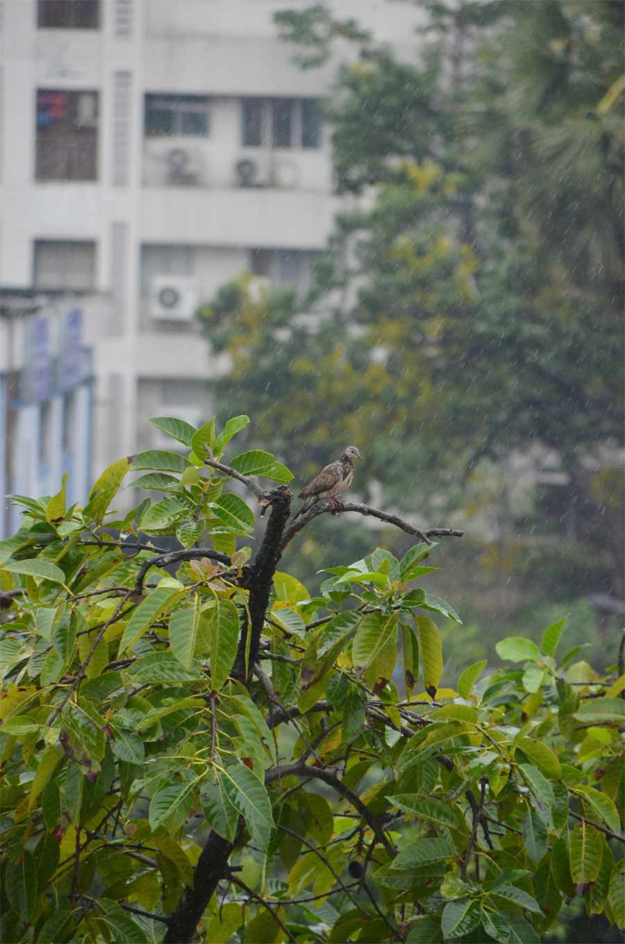 A rain-soaked dove at Mahamayatala in Garia