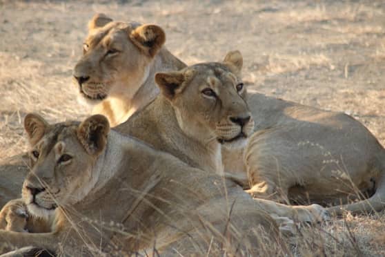 GIS takes the pledge to actively participate in the conservation movement for the Asiatic lion.