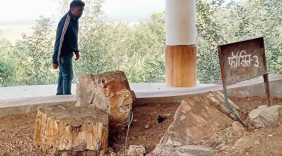 The Fossil Park at Rajmahal in Sahebganj district.
