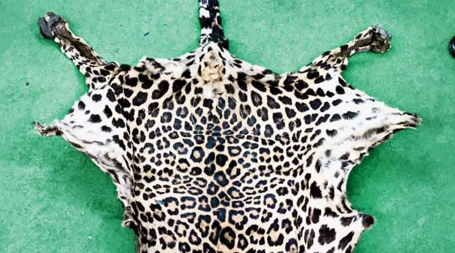 The seized leopard skin in Siliguri on Saturday. 