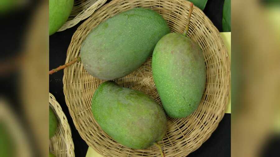 The Himsagar mango is not cultivated anywhere else in India