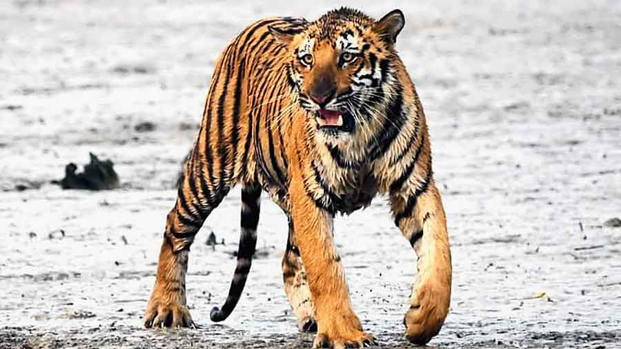 The tiger that had strayed into Kultali after its release