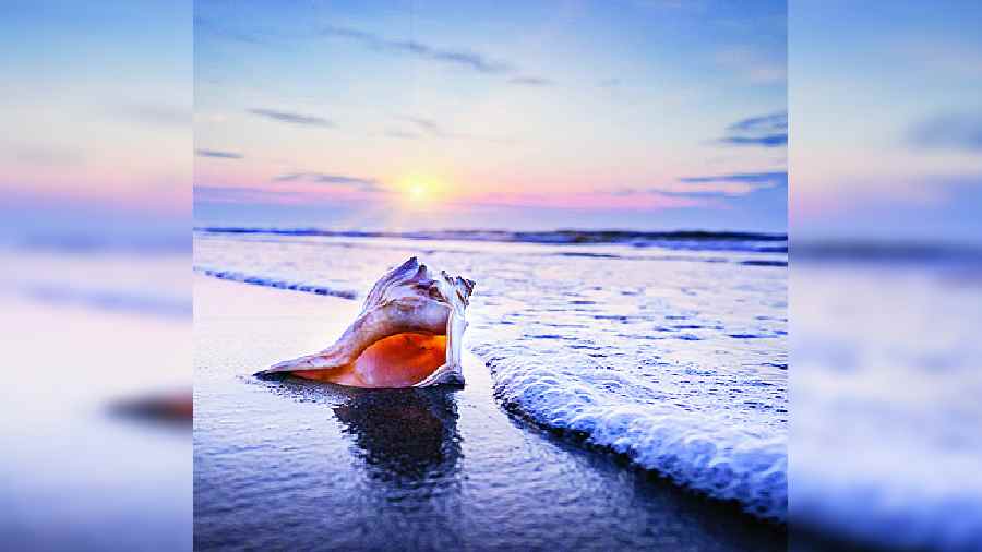 The Sound of the Sea by Cynthia Barnett