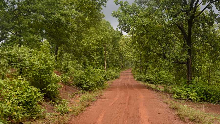 The road leading into Joypur forest 