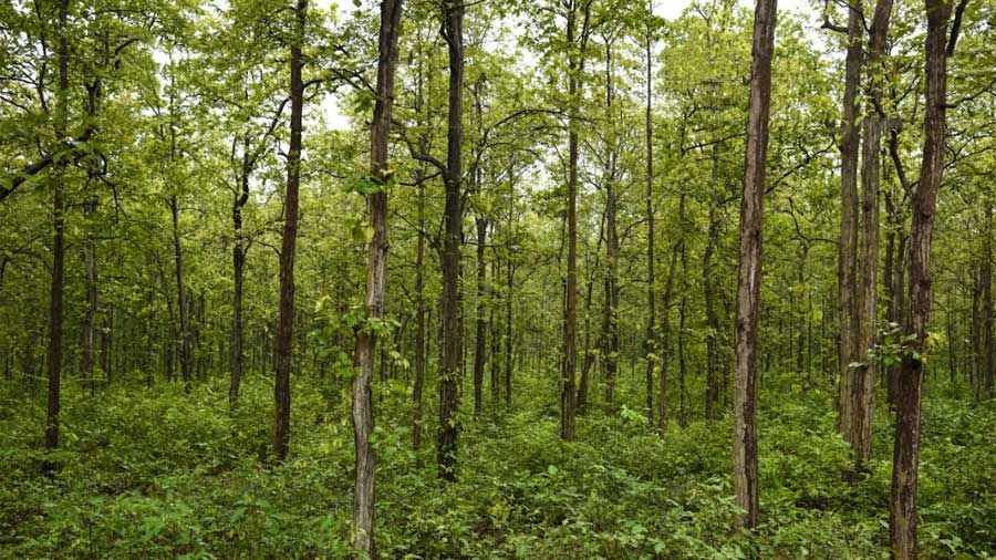 The forest teems with sal, palash, mahua and neem trees 