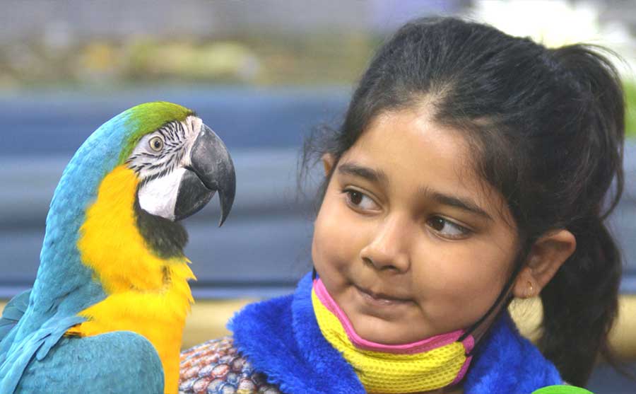 A young girl shares a moment with a blue-and-yellow macaw at an exhibition of birds in north Kolkata on Sunday