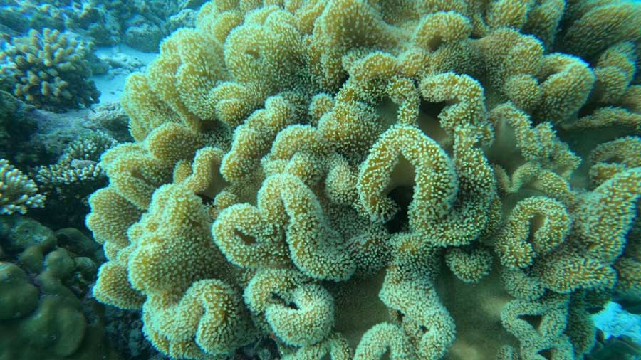 Bleaching of corals is one of the biggest consequences of climate change on marine life