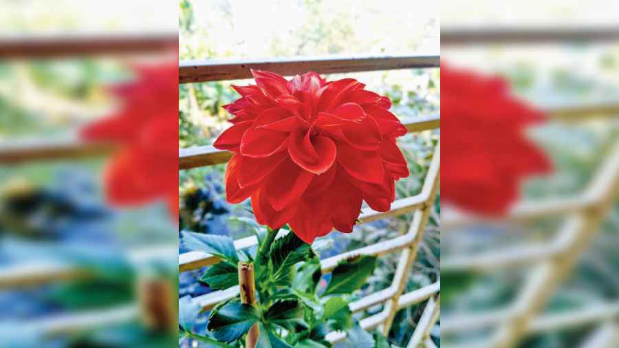 Payal Chatterjee, Kestopur