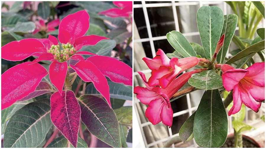 Dilip Syam, Sanjeeva Town Bungalow Estate. New Town