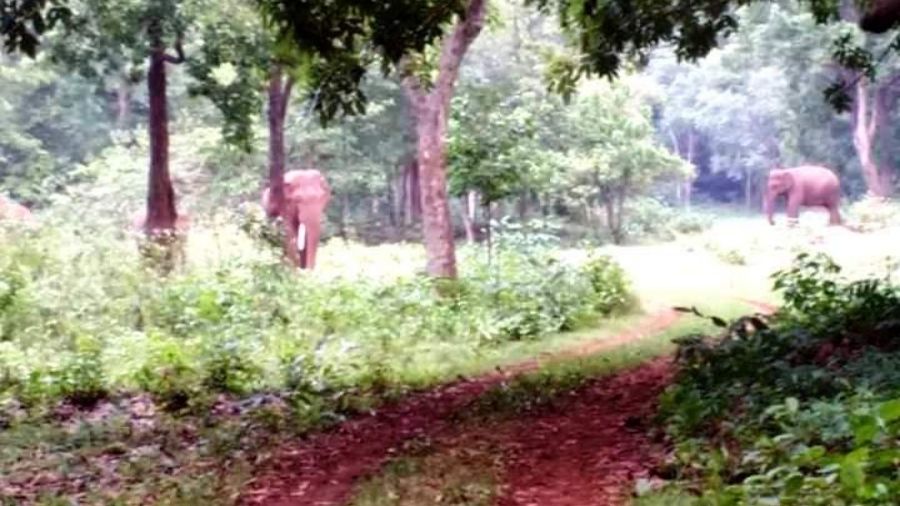 Dalma elephants spotted